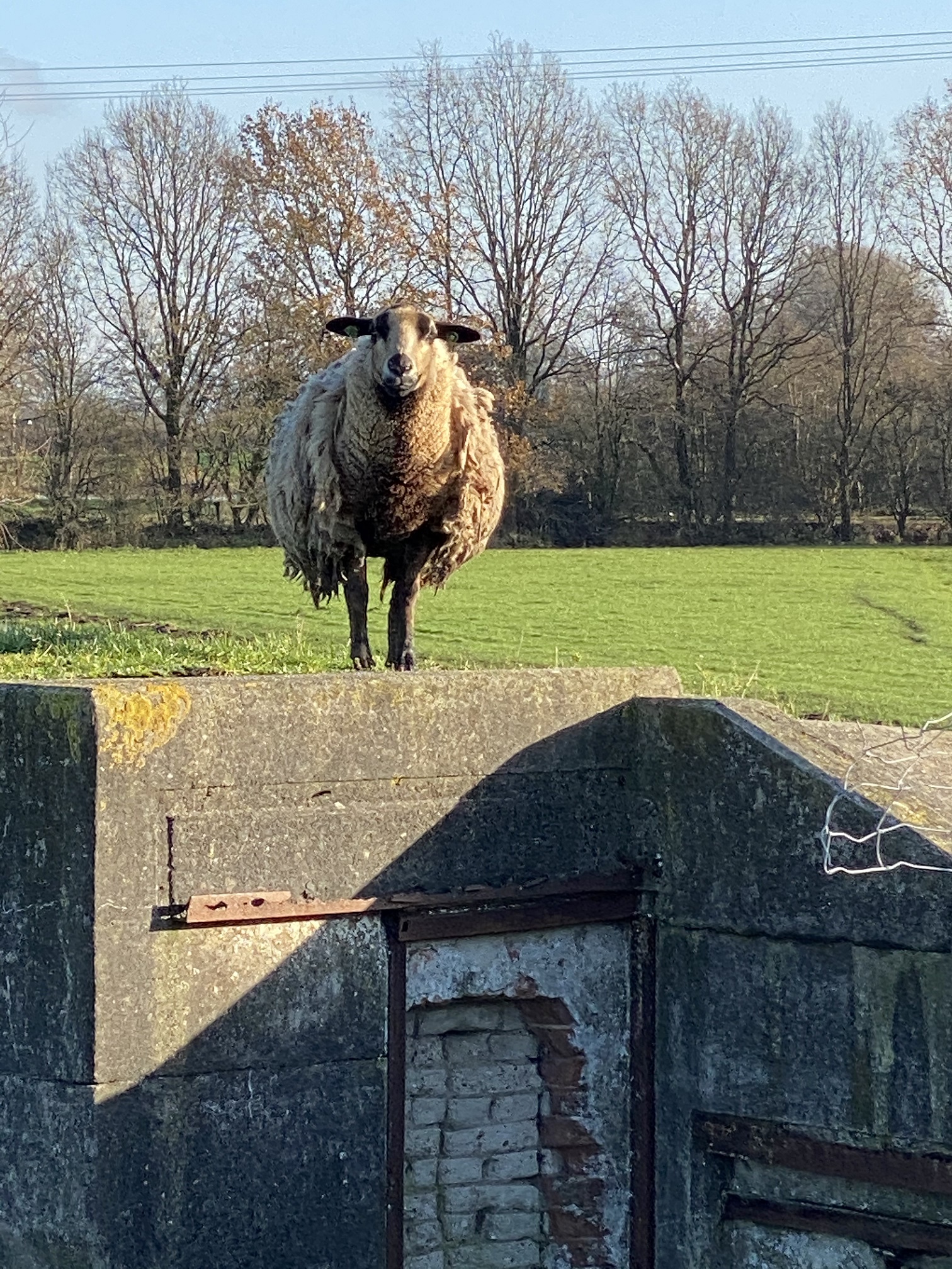 Digital-Sheep-Blog